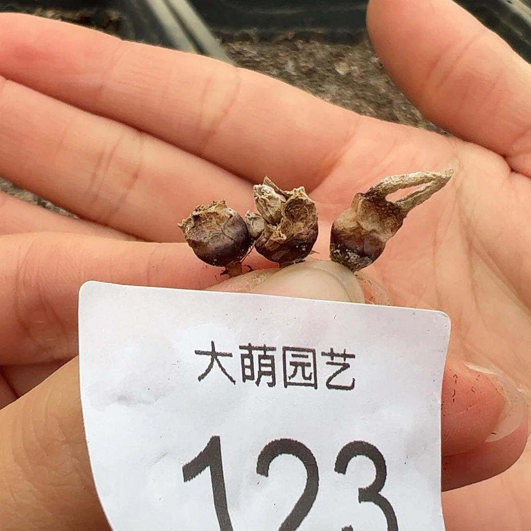0000123量拍红兔子3颗。
