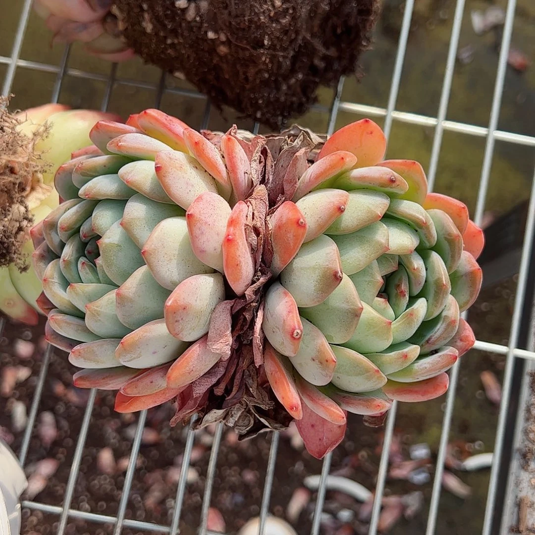 全明星双头起发精控三盆