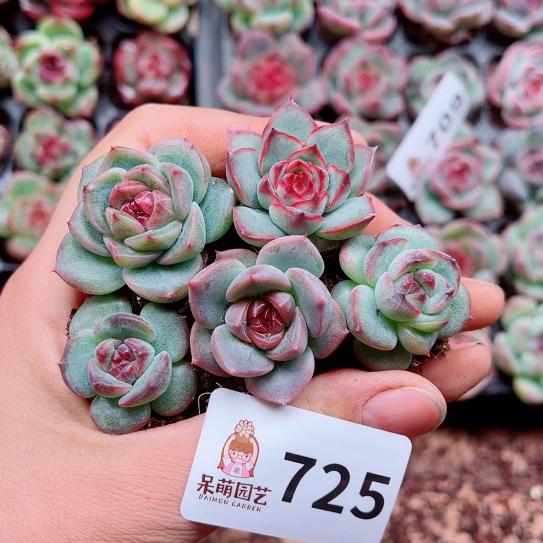 多肉植物多肉植物