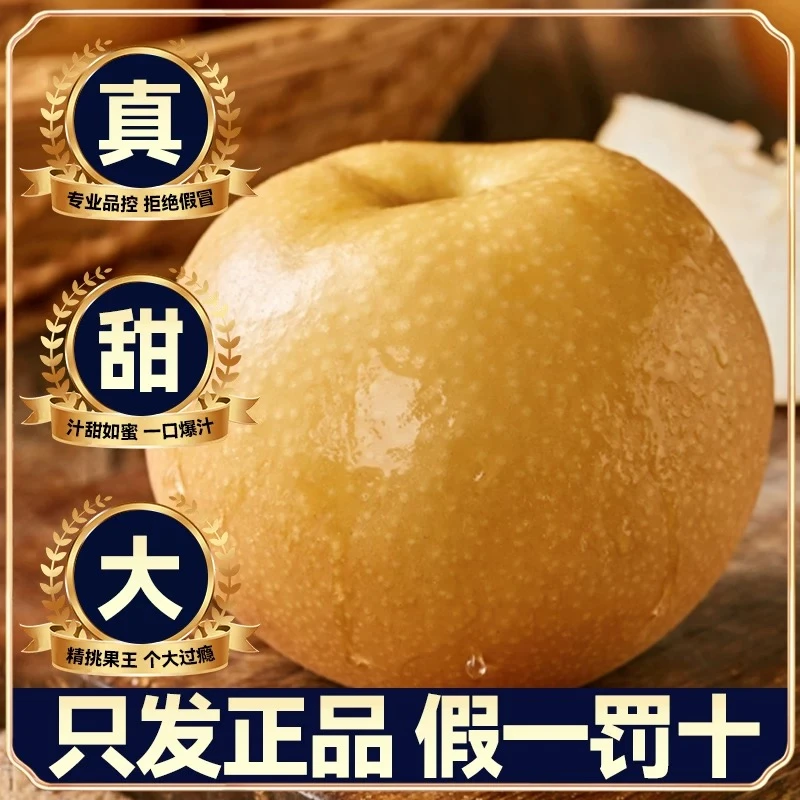 山东正宗秋月梨新鲜现摘当季水果皮薄肉厚冰糖口感果园直达