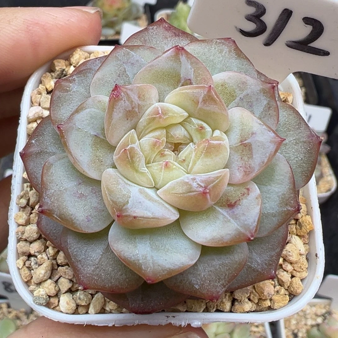 312号风花雪月系列孤品个体
