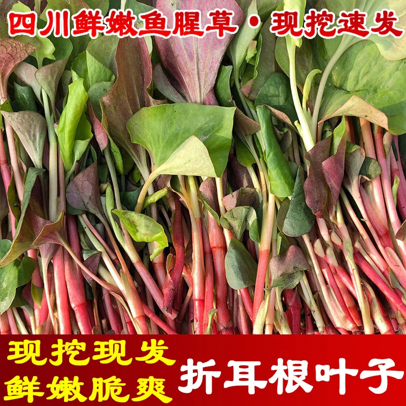四川新鲜折耳根叶子鱼腥草嫩叶侧耳根现挖现发节节根叶子