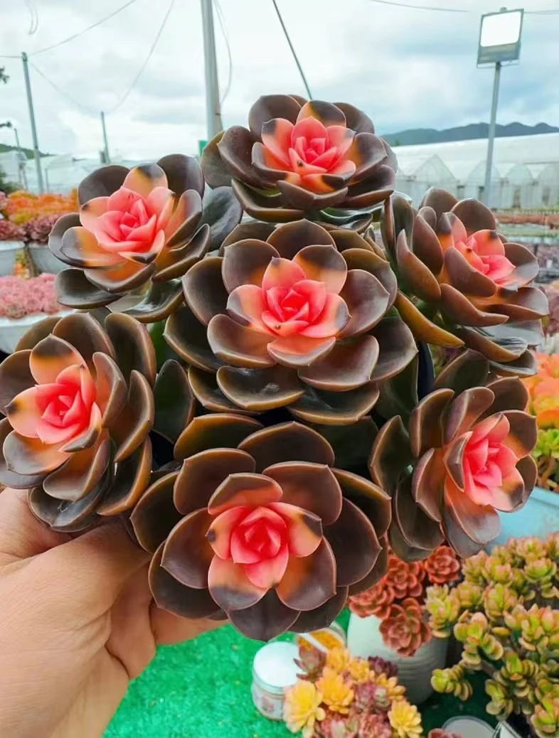 X爱莎公主 拍1发2 耐晒皮实 绿植 室内室外都能养