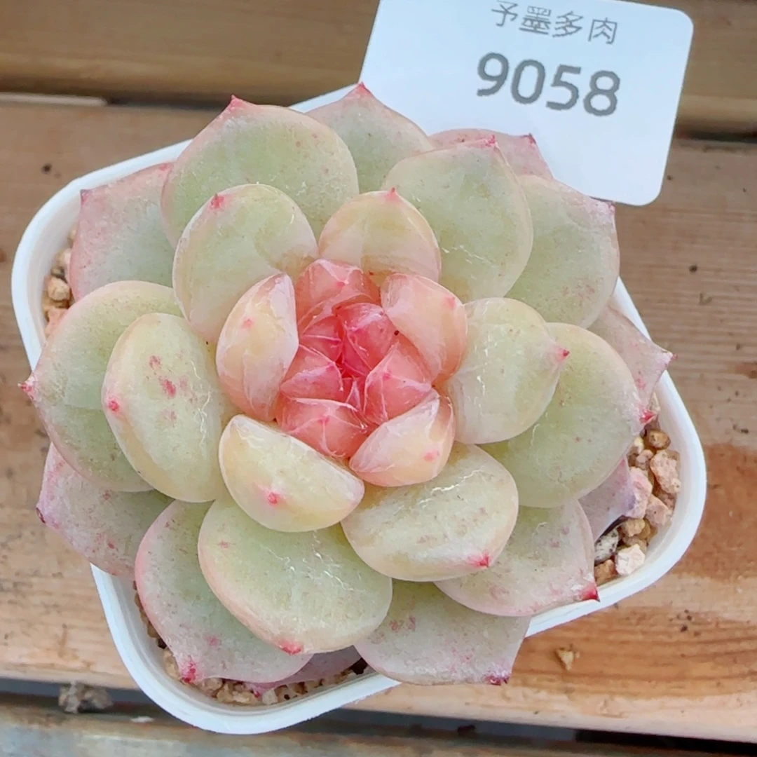 孤品珍妮，9058多肉植物