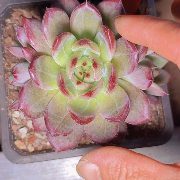 半*玉钻一物一拍H555