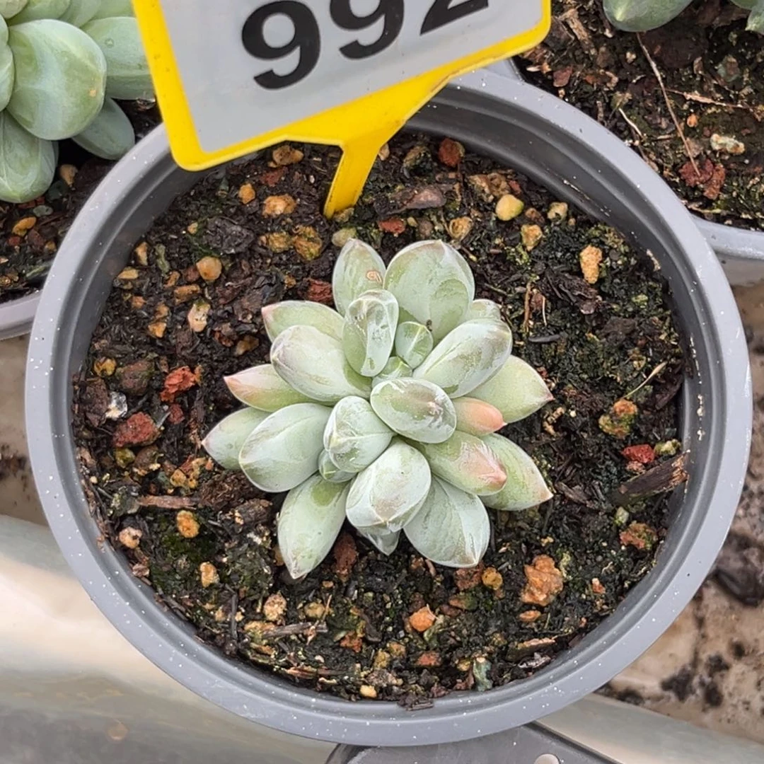 多肉植物三色美人992