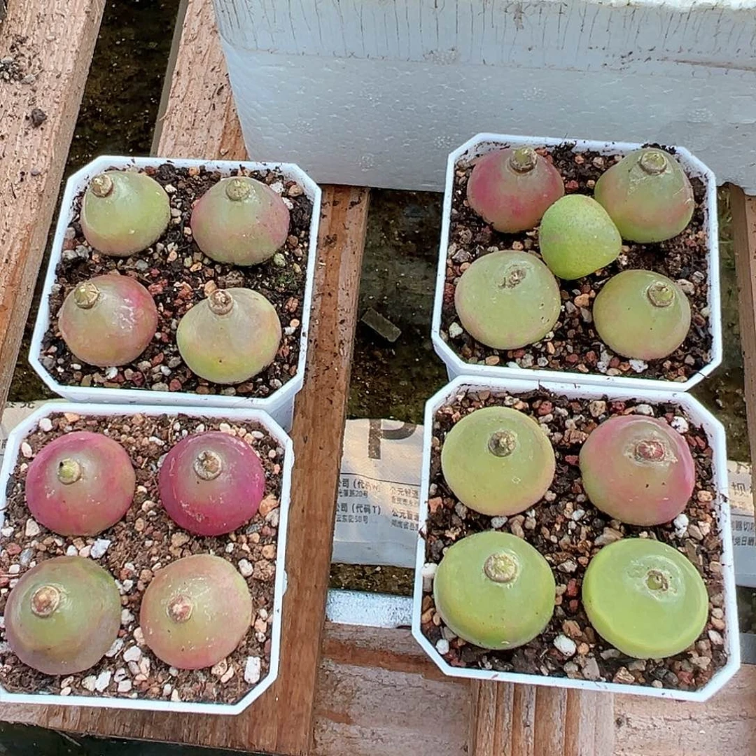 冬*灯泡四盆 多肉肉锥