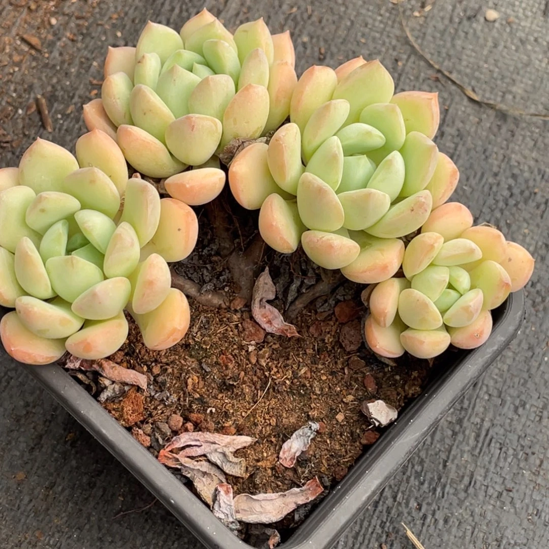 蜜桃格林四头群生
