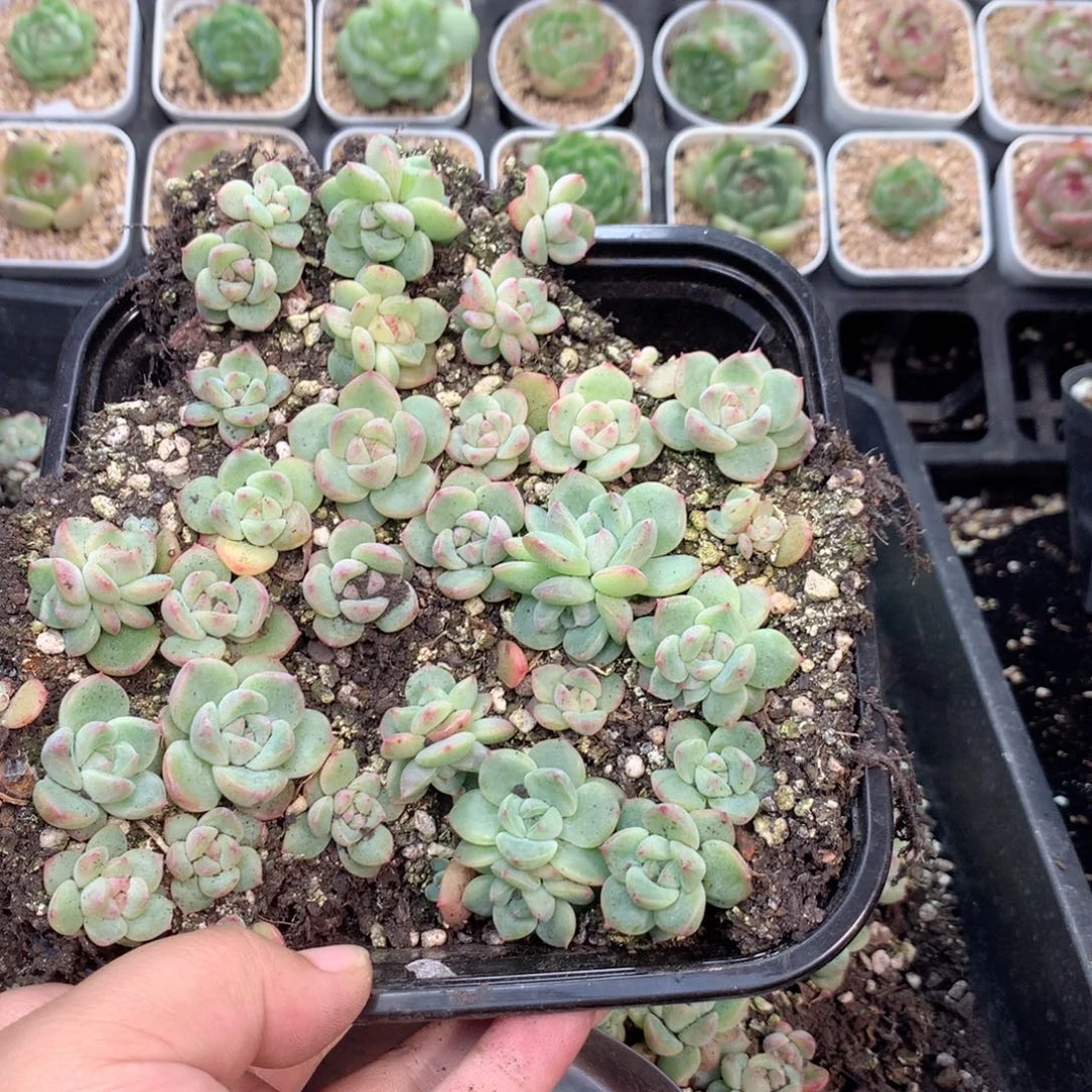 ****囗无花朵W178英语英语