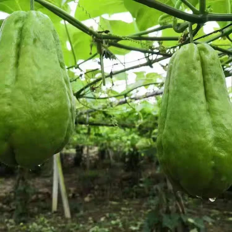 云南新鲜采摘丰收洋瓜佛手瓜福寿瓜扶手瓜嫩佛手瓜产地直销蘸水菜