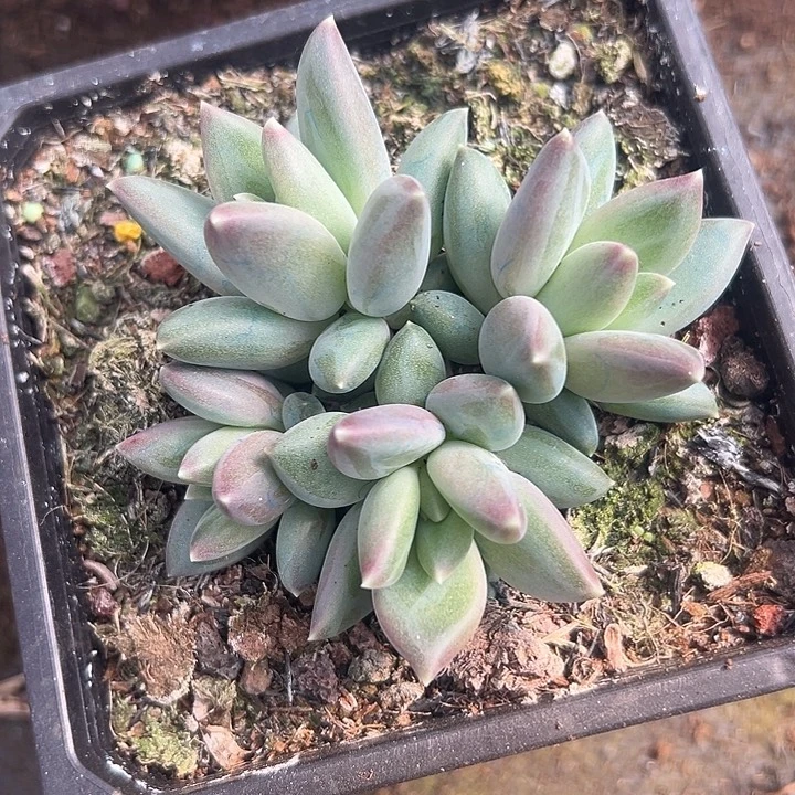 4头郁金香美人特价