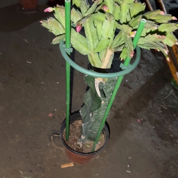 浅***酌当前无花栽培后可以开花花架一套