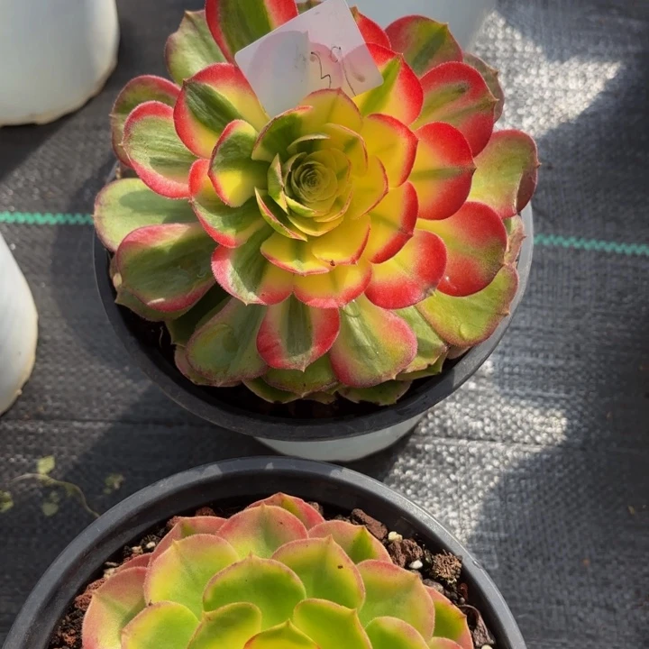 云南海鲜好看39号