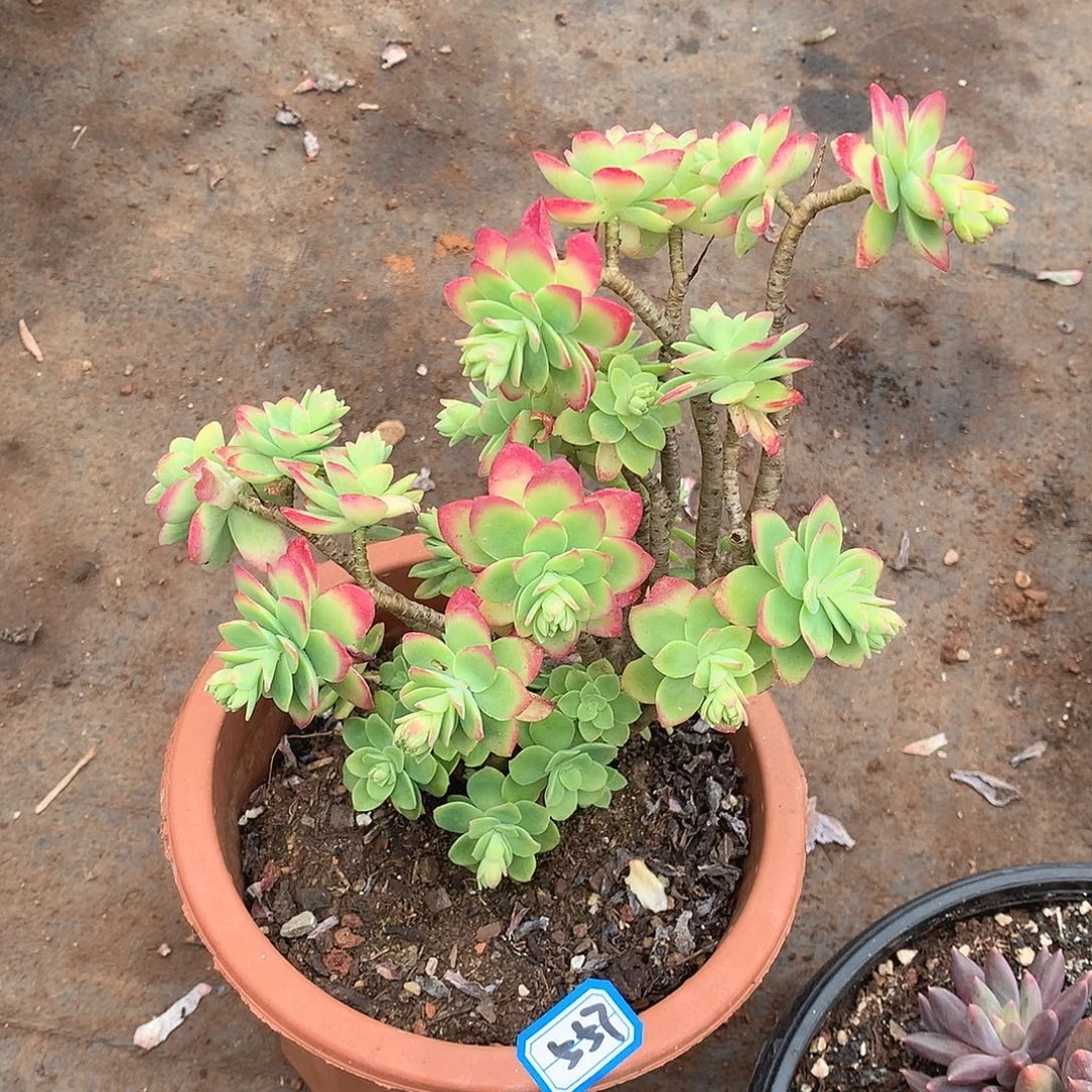 557薄化妆 一物一拍多肉