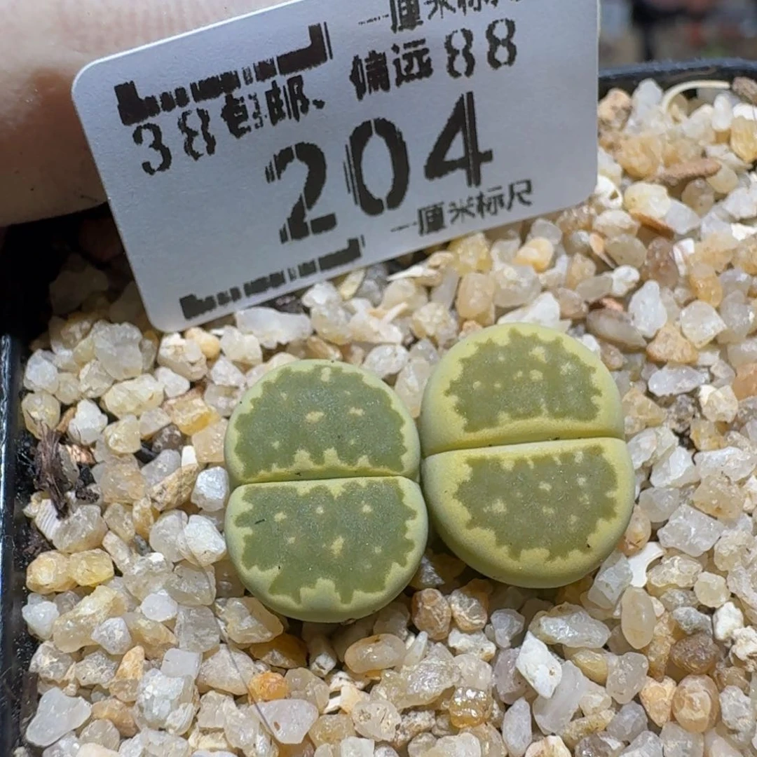 zzzz生石花肉锥204大观