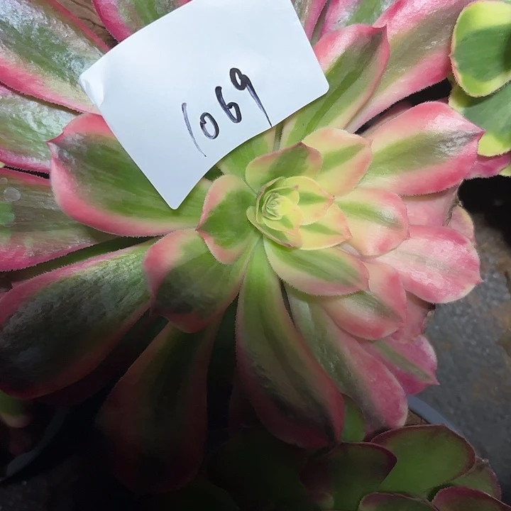 花样年华多肉植物保护1069
