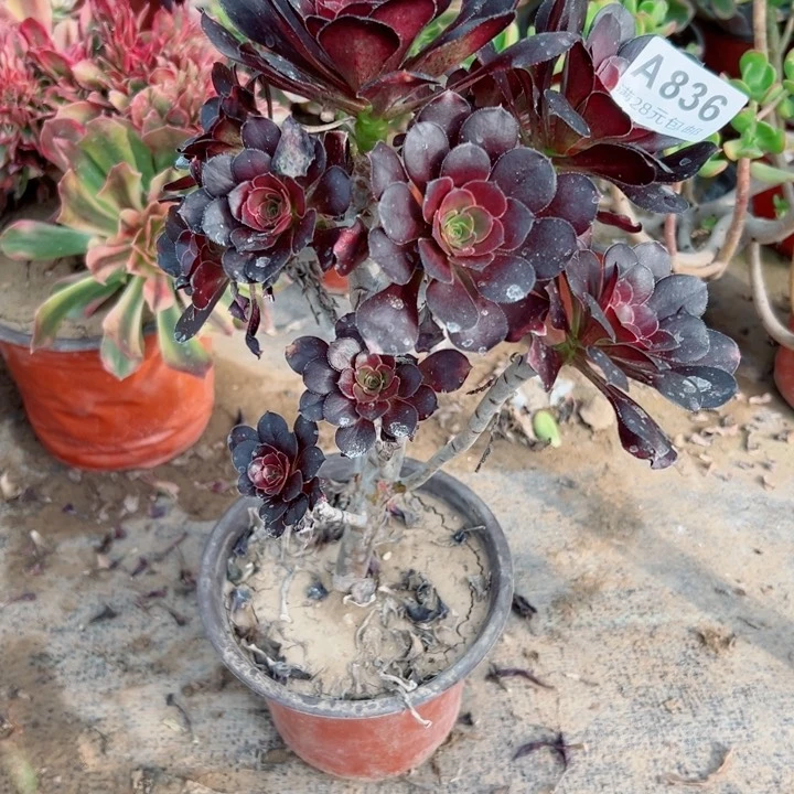 836圆叶多肉植物瑕疵