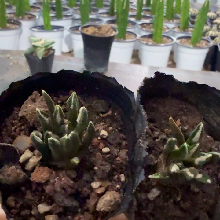无花朵两个实生黑牡丹