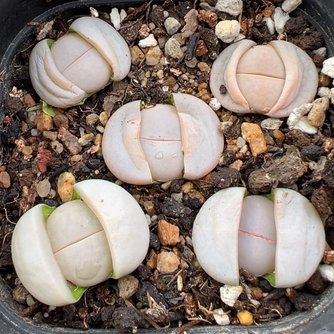 12.1好看的多肉脱土发货849