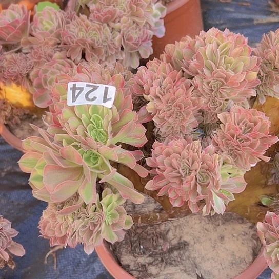 幸***子多肉植物一个斑斓