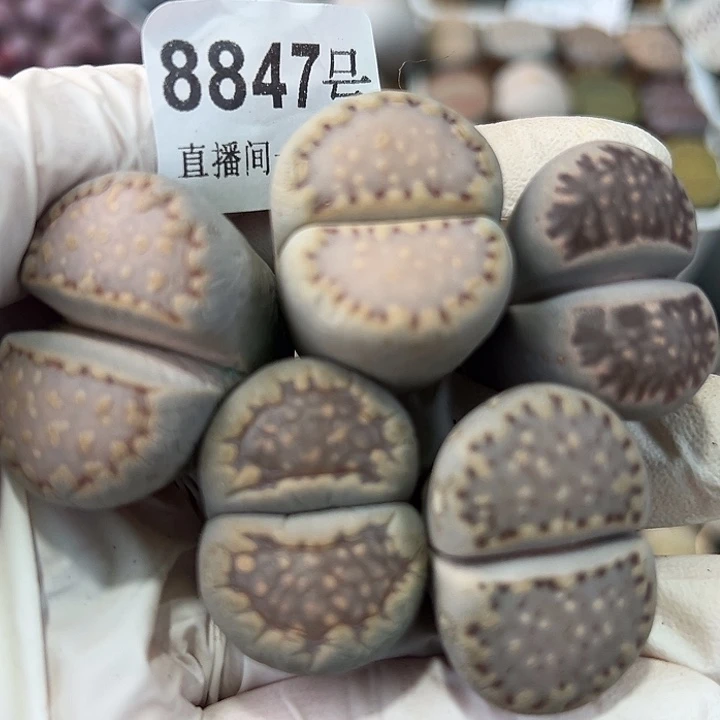 8847五年超大饼干5个2.5-3cm比较干特价出