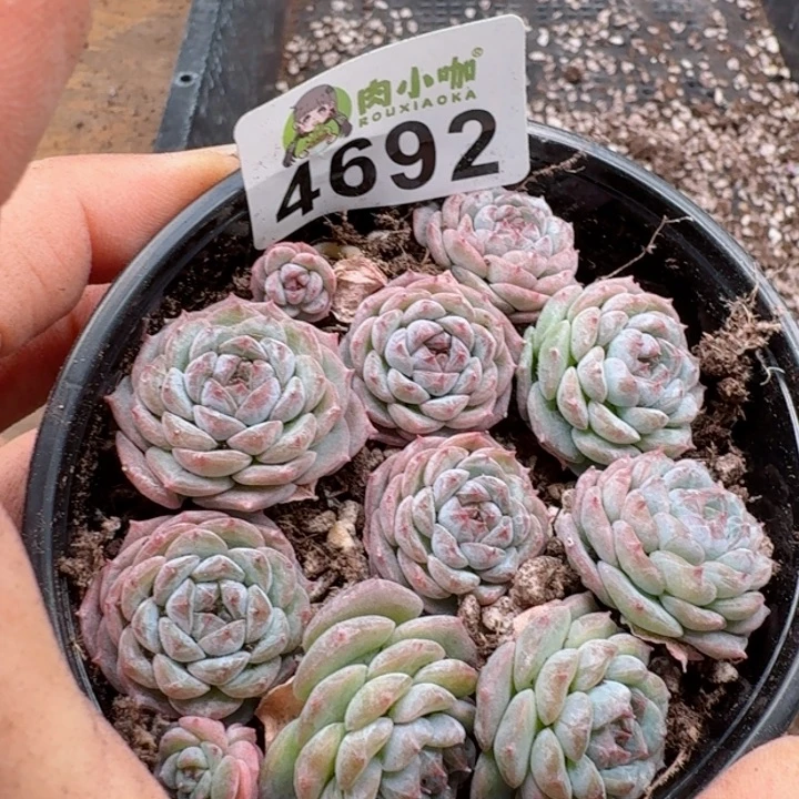 多肉植物多肉植物