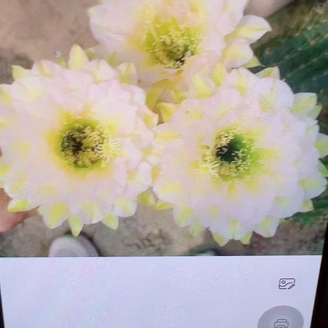 毛花柱 六月晨 侧芽 满20米包邮