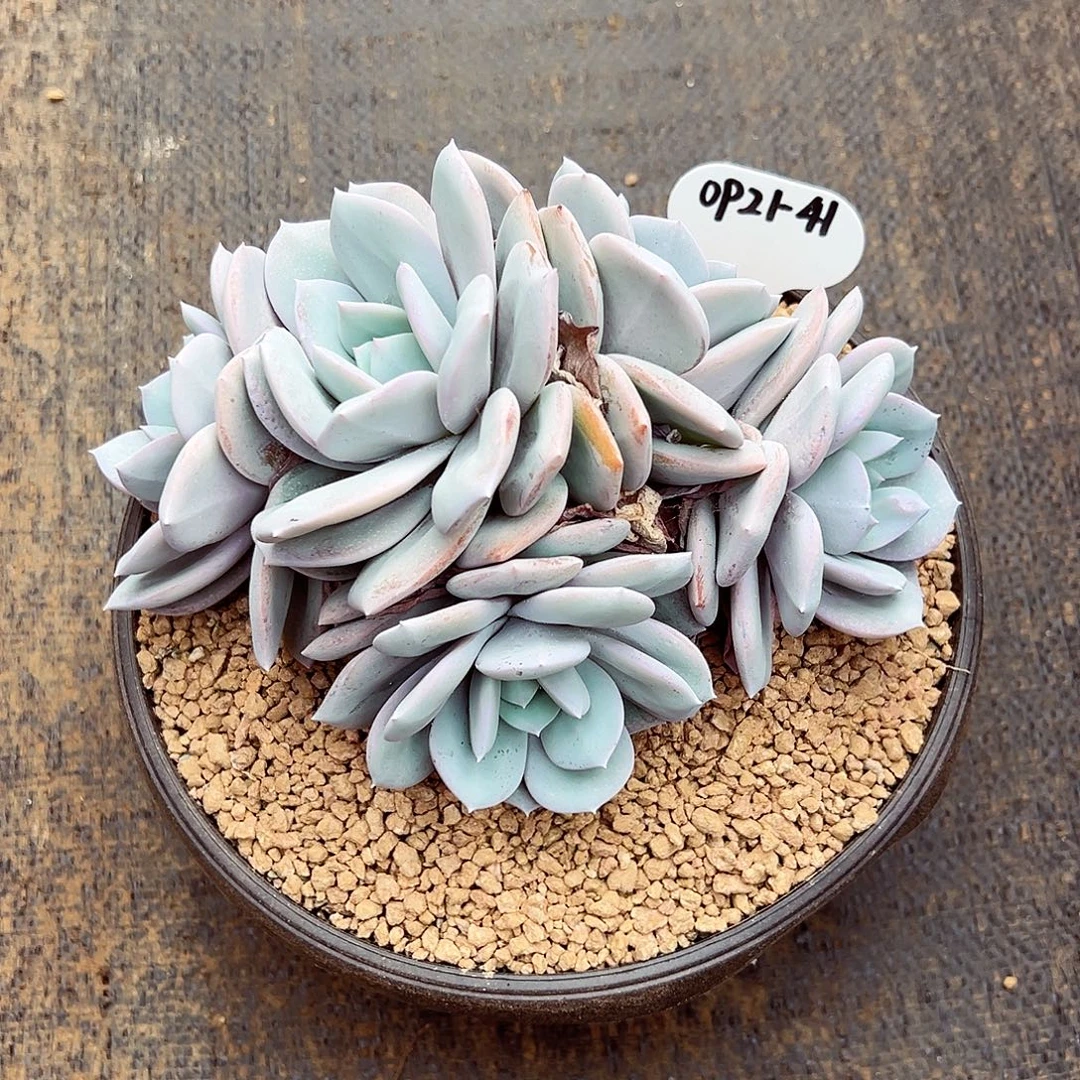 0921-41绝绝子奶茶