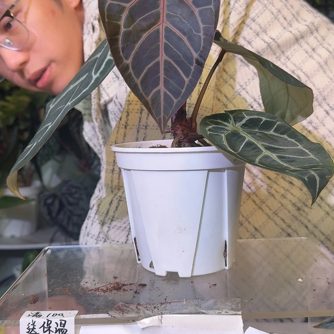 不开花植物C278神奇男孩杂紫铜