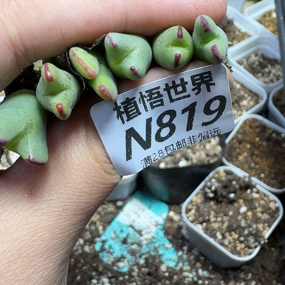 曼***塔多肉植物的润泽thhj