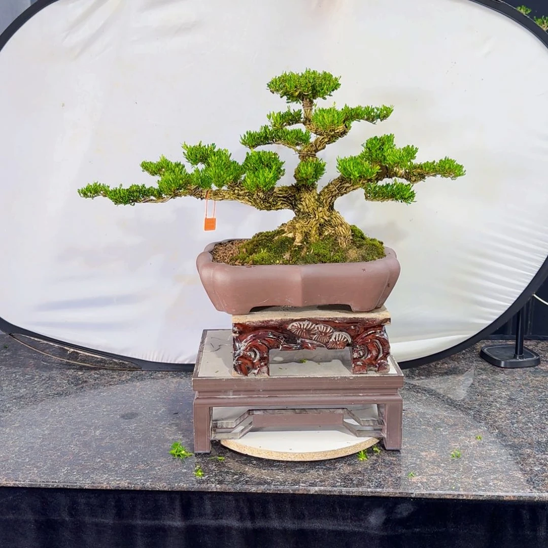 无花朵高端黄杨盆景艺术