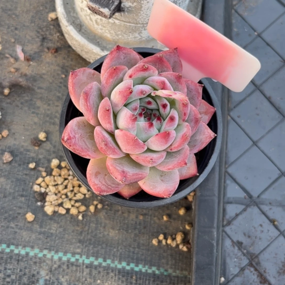 @****多肉植物卡罗拉11111