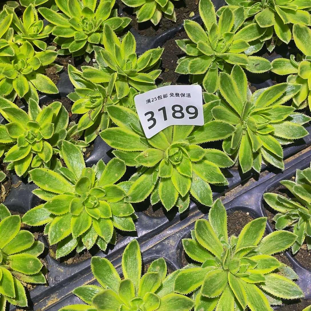 八倍图锦多肉植物满25多肉植物