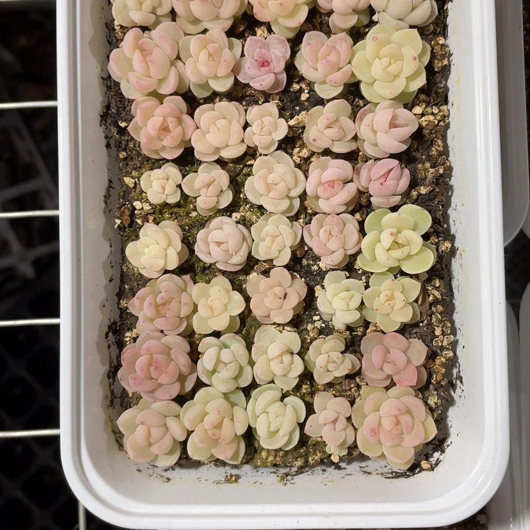 泉*泉珍妮混一物一拍297