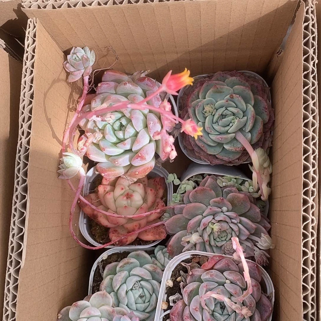 粉色系列粉粉嫩嫩9.9包邮6082