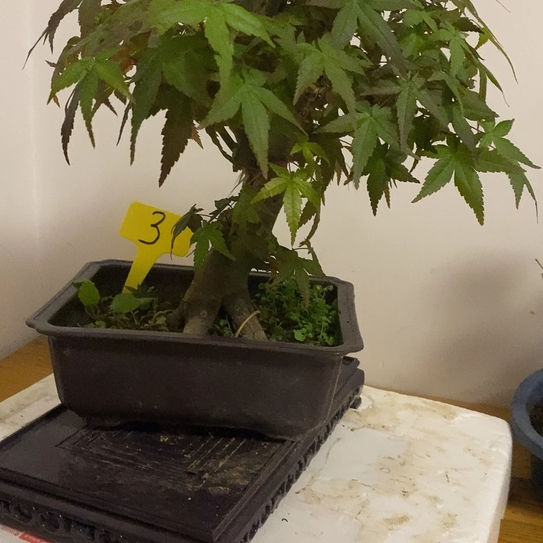 无花朵红枫初星星