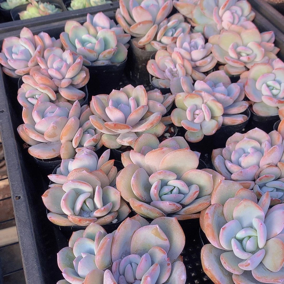 两颗双头小韩奶茶3567889999