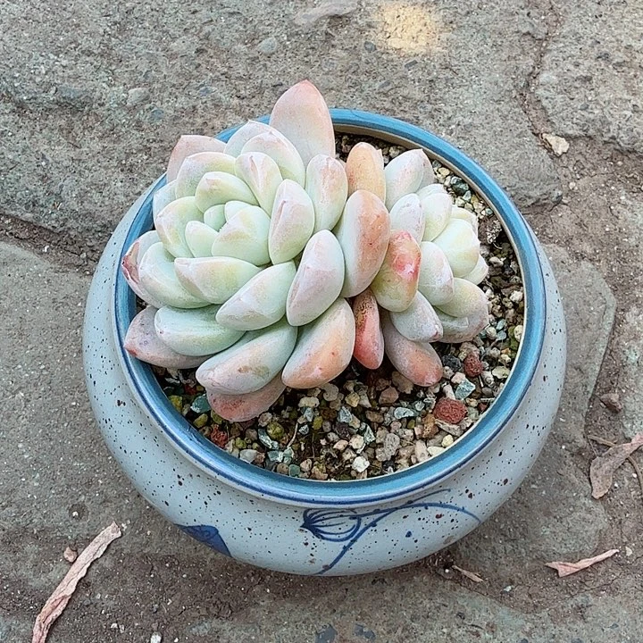 冰玉双头带盆多肉植物