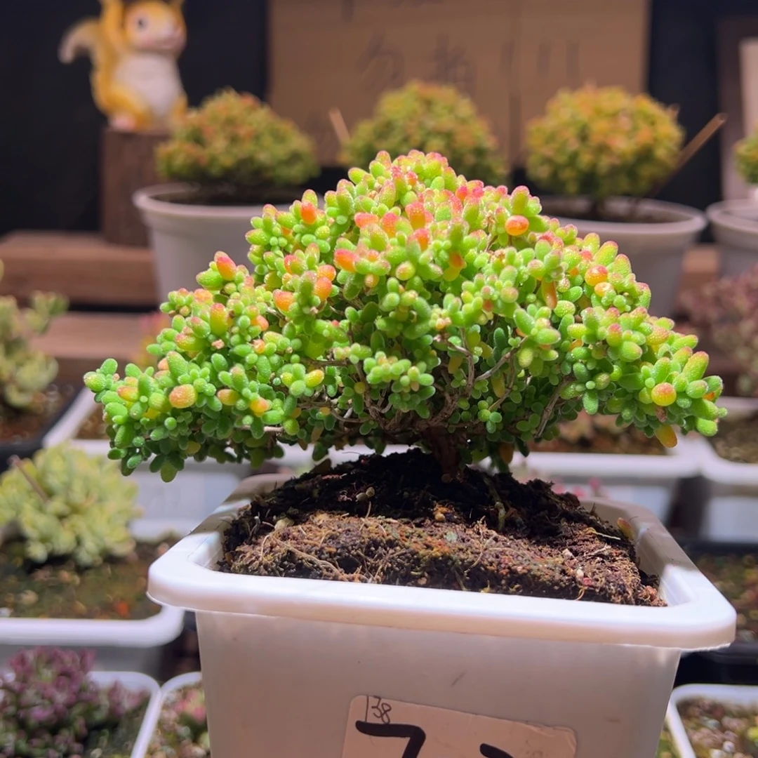 703蜜橘一物一拍包开箱