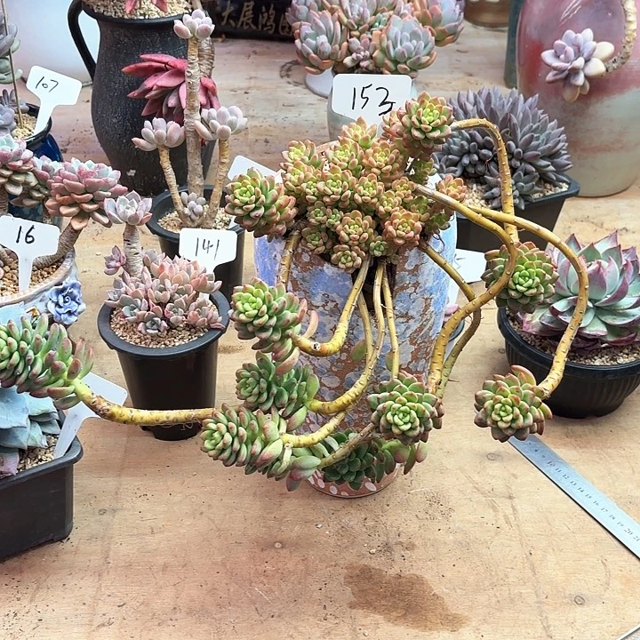 多肉植物，香格里拉153号