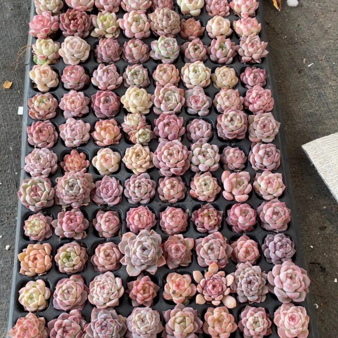 A****I一物一拍128颗小苗26-247