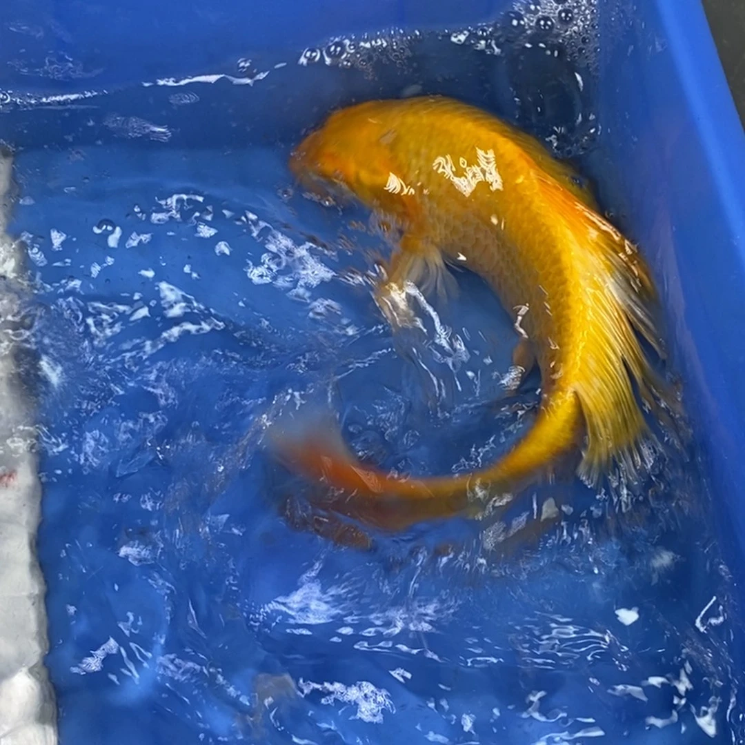 锦鲤冷水锦鲤包邮