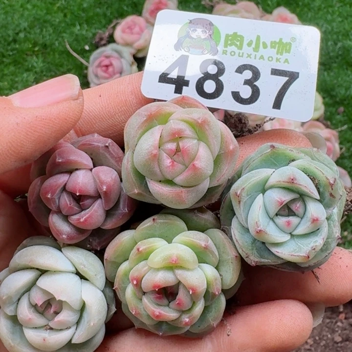 多肉植物多肉植物