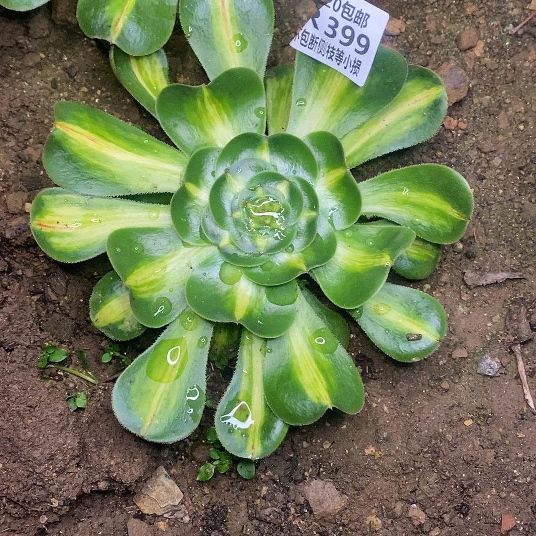 399暴君多肉叶片收到软榻