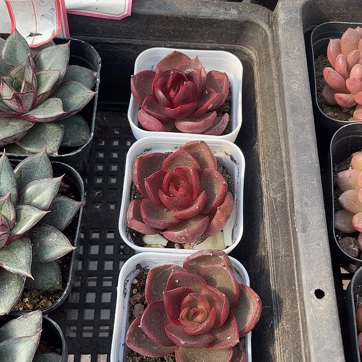 红灯4.8带盆土发货