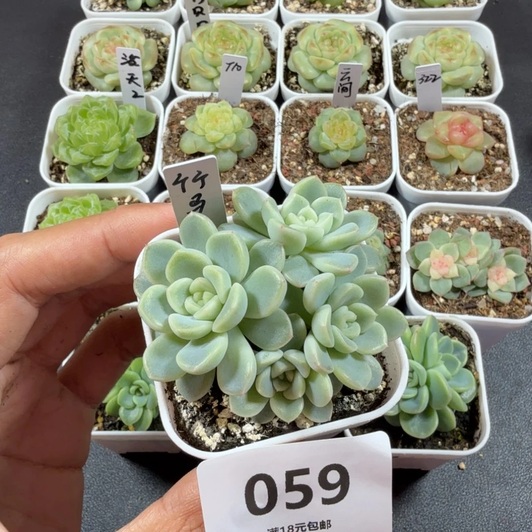 四头甜心竹马一物一拍059