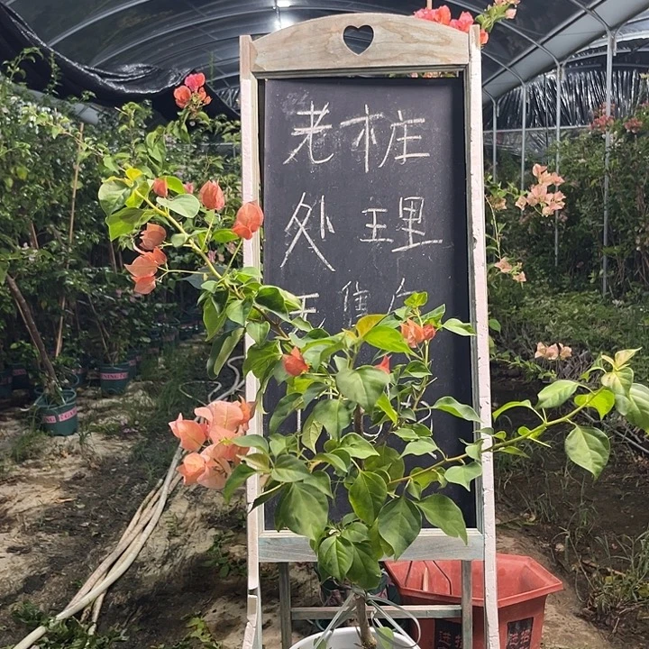 无花朵三角梅三角梅1035