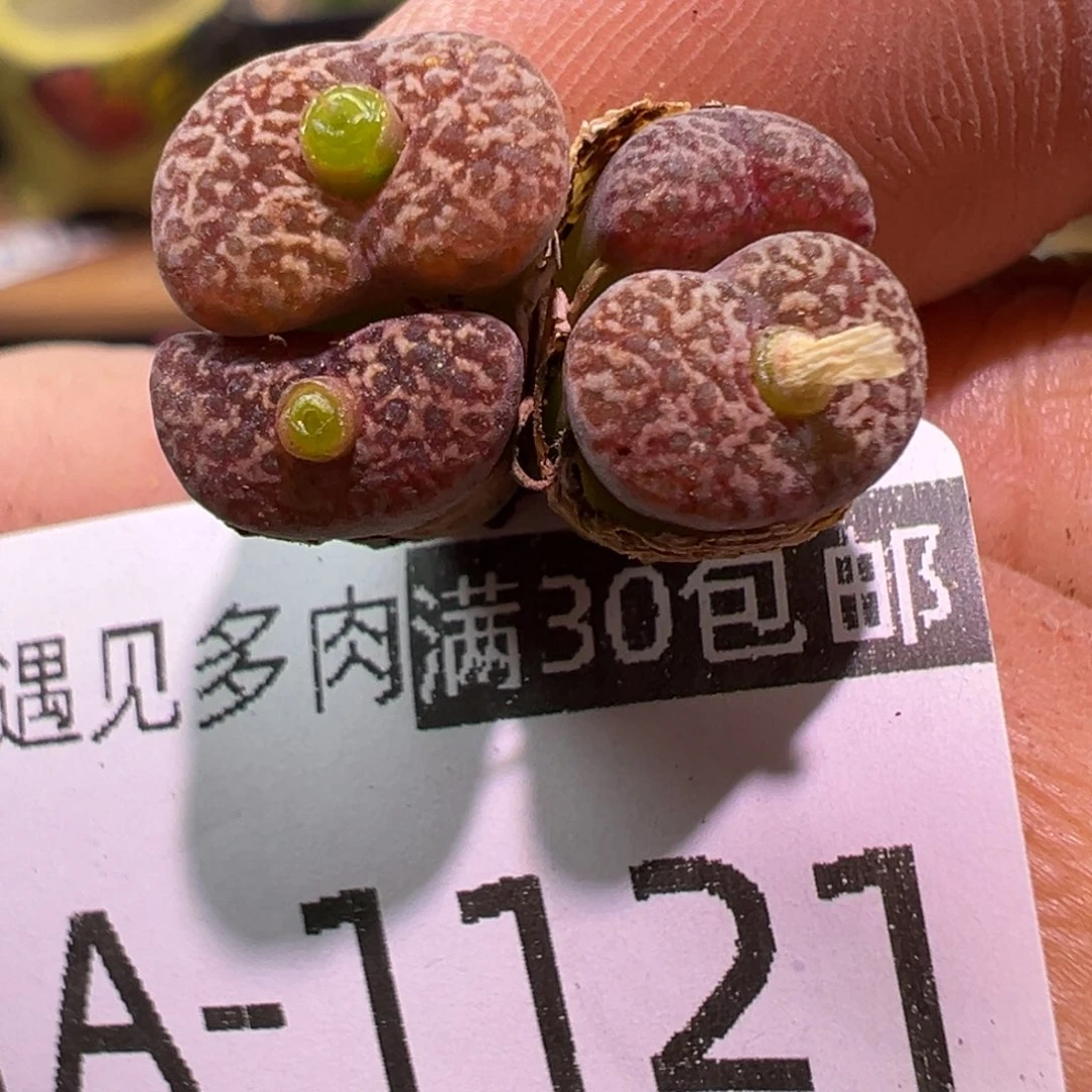 多肉植物111111111111