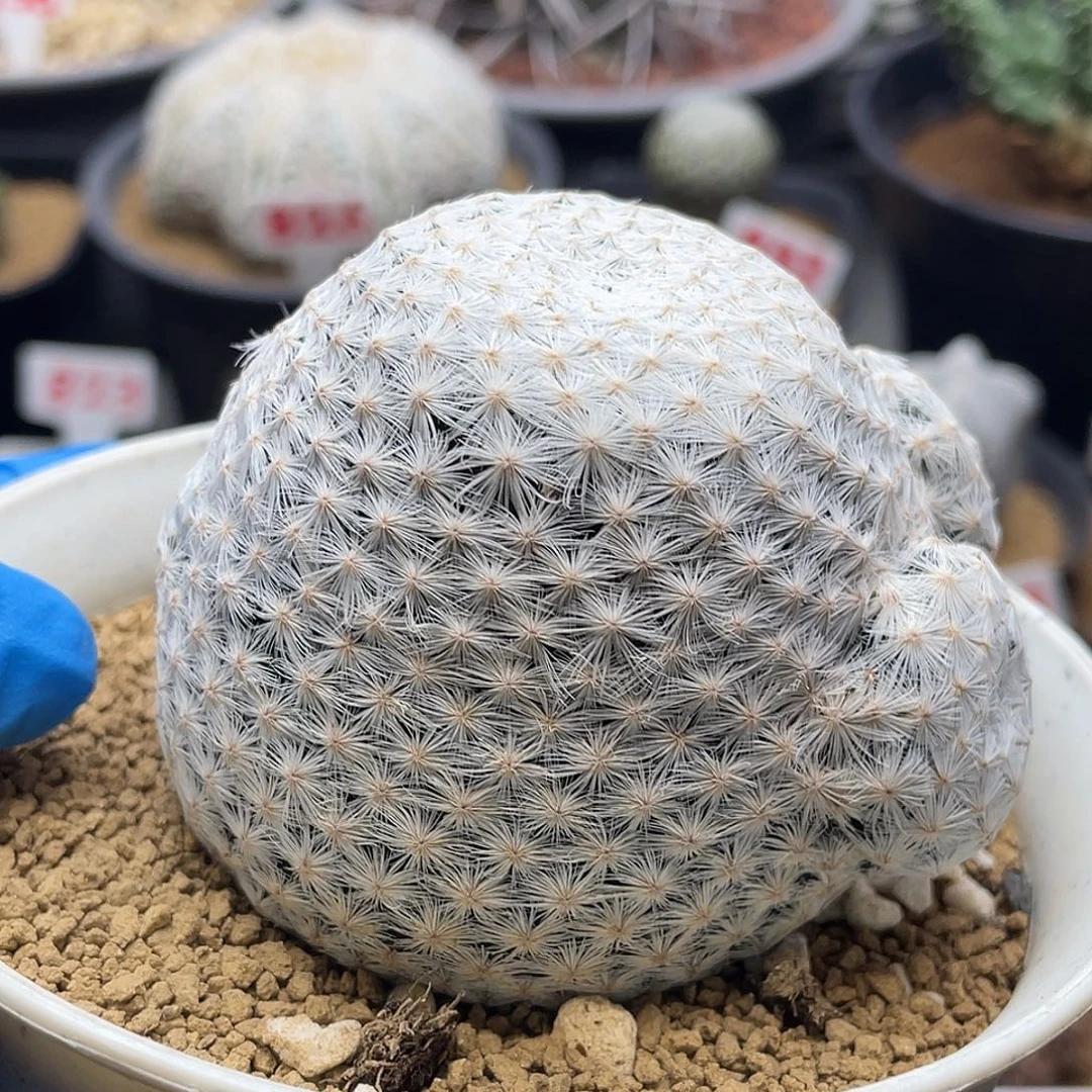 大玉白鸟带侧芽仙人球