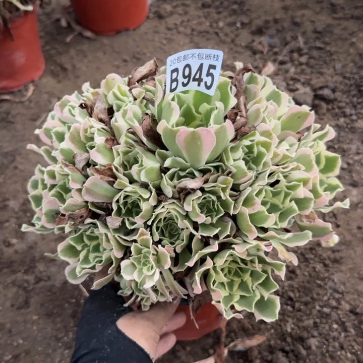 白凤……多肉植物……